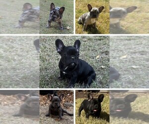 French Bulldog Litter for sale in MEMPHIS, TN, USA