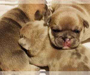 French Bulldog Puppy for sale in Pilis, Pest, Hungary
