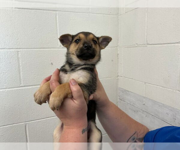 Medium Photo #2 German Shepherd Dog Puppy For Sale in San Bernardino, CA, USA
