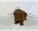 Small Photo #3 Goldendoodle Puppy For Sale in ABILENE, TX, USA
