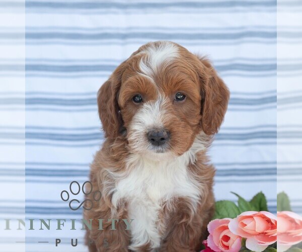 Medium Photo #6 Goldendoodle (Miniature) Puppy For Sale in DORNSIFE, PA, USA