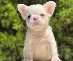 Small Photo #1 French Bulldog Puppy For Sale in CHARLOTTESVILLE, VA, USA