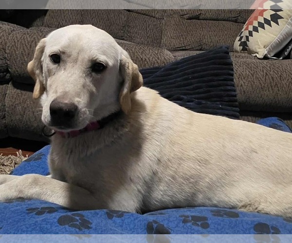 Medium Photo #1 Labrador Retriever-Unknown Mix Puppy For Sale in Minneapolis, MN, USA