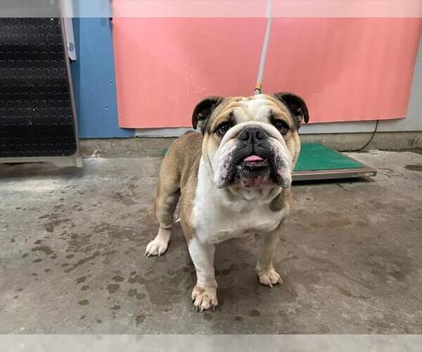 Medium Photo #1 Bulldog Puppy For Sale in Camarillo, CA, USA