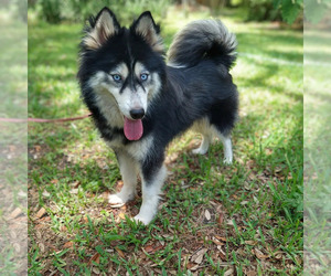 Pomsky Puppy for Sale in ORANGE PARK, Florida USA