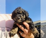 Small Photo #4 Goldendoodle (Miniature) Puppy For Sale in DALTON, GA, USA