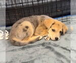 Small #7 Australian Shepherd Mix