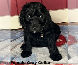 Goldendoodle Puppy for sale in MONTGOMERY, MN, USA