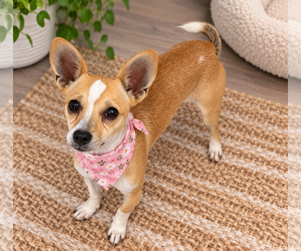 Medium Photo #1 Chihuahua-Unknown Mix Puppy For Sale in Phoenix, AZ, USA