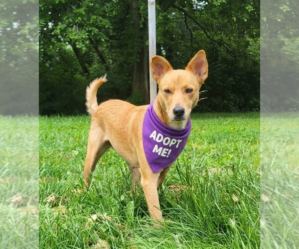Medium Photo #6 Australian Kelpie-Golden Retriever Mix Puppy For Sale in Germantown, OH, USA