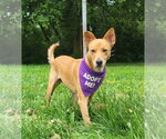 Small #5 Australian Kelpie-Golden Retriever Mix