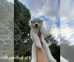 Small Photo #10 Samoyed Puppy For Sale in BOCA RATON, FL, USA