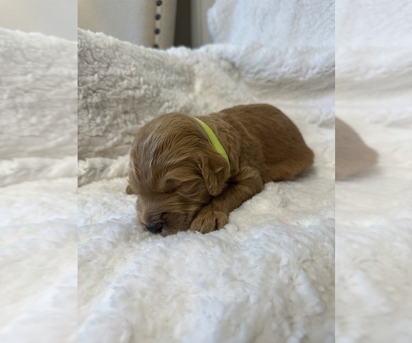 Medium Photo #12 Goldendoodle Puppy For Sale in DELAND, FL, USA
