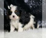 Small #2 Cavalier King Charles Spaniel