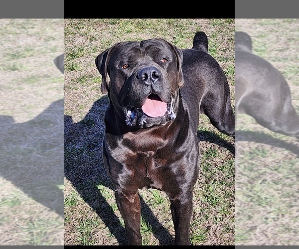 Medium Photo #1 Boerboel Puppy For Sale in LA CROSSE, VA, USA
