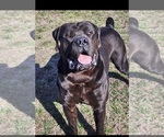 Small Photo #1 Boerboel Puppy For Sale in LA CROSSE, VA, USA
