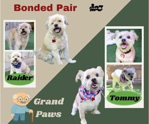 Shih Tzu-Unknown Mix Dogs for adoption in Lindsay, CA, USA
