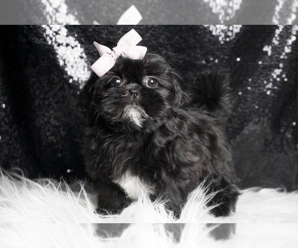 Medium Photo #8 Shih Tzu Puppy For Sale in WARSAW, IN, USA