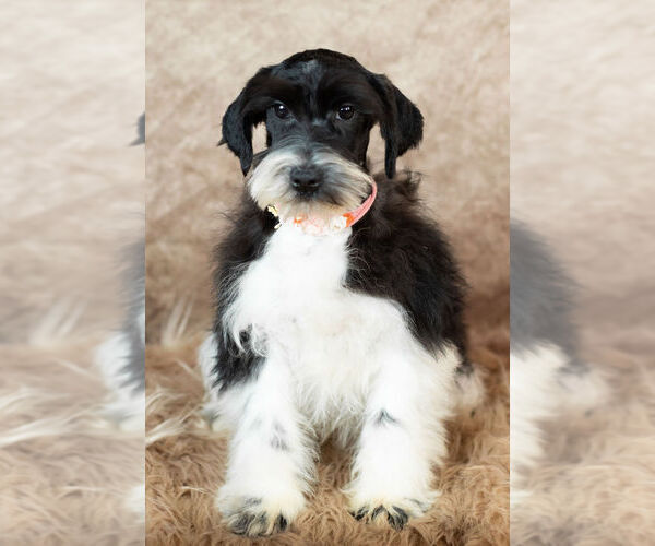 Medium Photo #15 Schnauzer (Miniature) Puppy For Sale in WARSAW, IN, USA