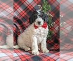 Small Photo #2 Bernedoodle-Poodle (Standard) Mix Puppy For Sale in COCHRANVILLE, PA, USA
