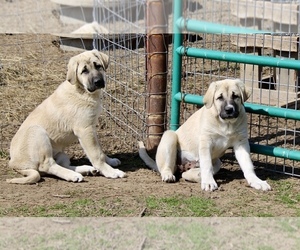 Anatolian Shepherd Puppy for sale in NOWATA, OK, USA