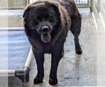 Small #1 Chow Chow