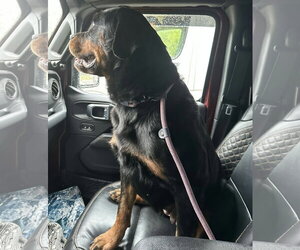 Diamond - Female Rottweiler Dog for Adoption - Photo #2