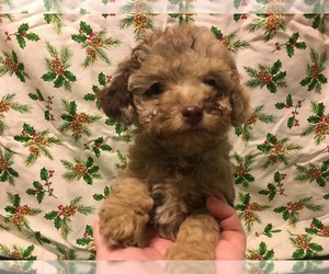 Poodle (Toy) Puppy for sale in AVA, MO, USA