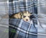 Small Photo #2 Siberian Husky Puppy For Sale in FAIRFIELD, CA, USA