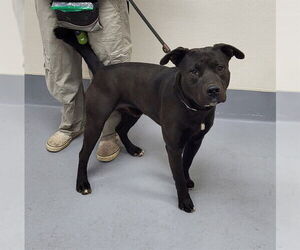 Mutt Dogs for adoption in Louisville, KY, USA