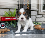 Small Photo #6 Cavalier King Charles Spaniel Puppy For Sale in NARVON, PA, USA