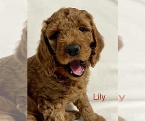 Goldendoodle Puppy for sale in TOTOWA, NJ, USA