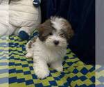 Small Photo #2 Zuchon Puppy For Sale in PLANO, TX, USA