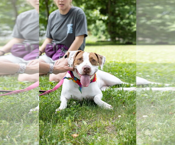 Medium Photo #1 Mutt Puppy For Sale in Oakhurst, NJ, USA
