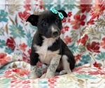Small Photo #2 Australian Cattle Dog-Border Collie Mix Puppy For Sale in LAKELAND, FL, USA