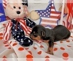 Small #21 Morkie