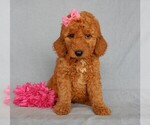 Small #11 Goldendoodle