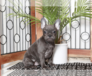 French Bulldog Puppy for sale in NAPLES, FL, USA