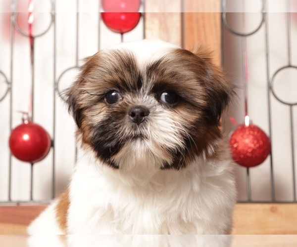 Medium Photo #1 Shih Tzu Puppy For Sale in NAPLES, FL, USA
