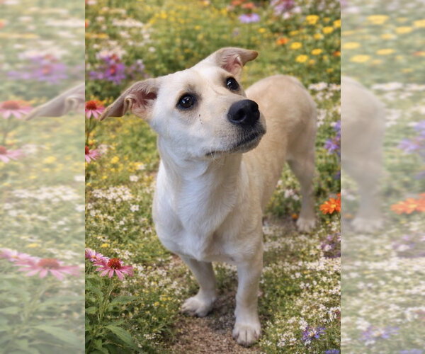 Medium Photo #2 Mutt Puppy For Sale in Raleigh, NC, USA