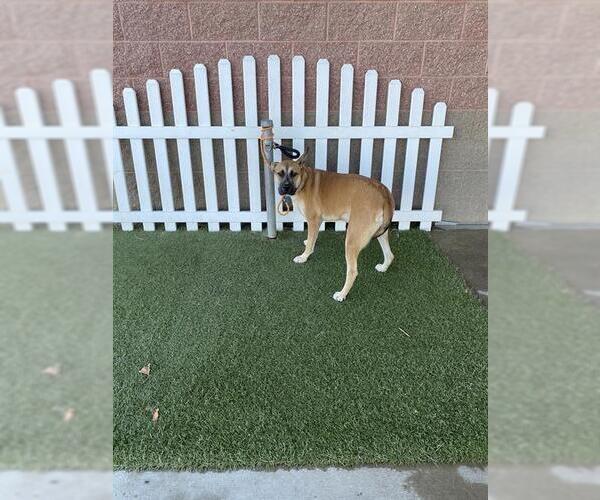 Medium Photo #1 German Shepherd Dog-Unknown Mix Puppy For Sale in Modesto, CA, USA