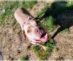Small #1 American Pit Bull Terrier Mix