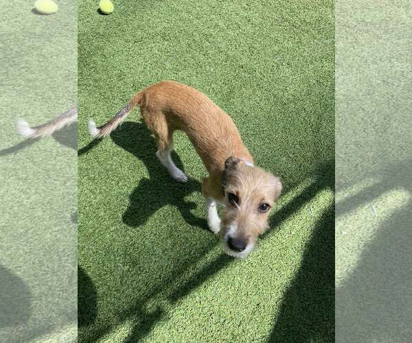 Medium Photo #2 Greyhound Puppy For Sale in Tempe , AZ, USA