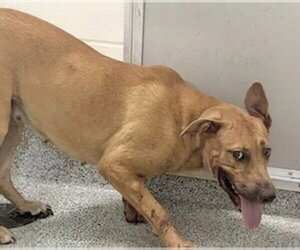 German Shepherd Dog-Unknown Mix Dogs for adoption in Houston, TX, USA
