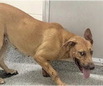Small German Shepherd Dog Mix
