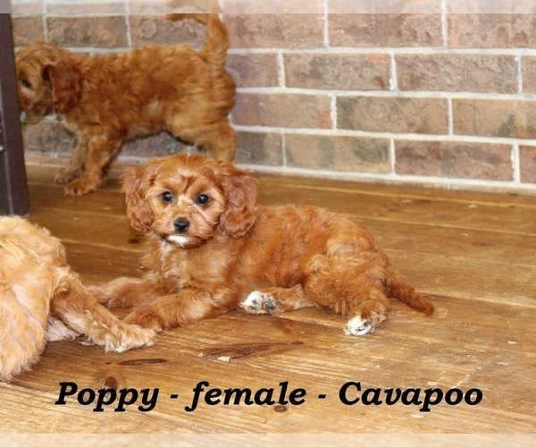 Medium Photo #3 Cavapoo Puppy For Sale in CLARKRANGE, TN, USA