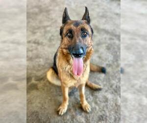 German Shepherd Dog Dogs for adoption in Riverside, CA, USA