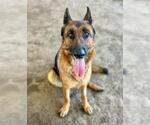 BUTTERCUP - Female German Shepherd Dog Dog for Adoption - Small photo