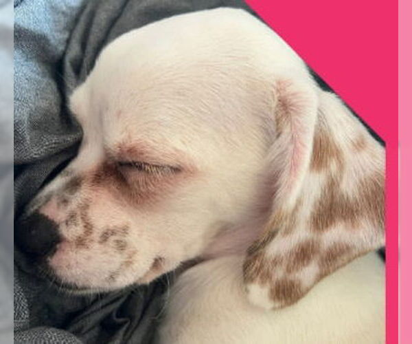 Medium Photo #2 Rat-Cha Puppy For Sale in Grafton, WI, USA