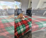 Small Photo #4 English Bulldog Puppy For Sale in CAPE CORAL, FL, USA